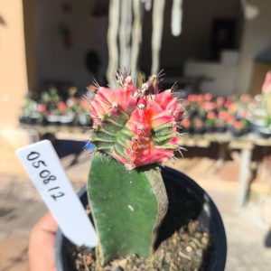 0508 12 Cacto Gymnocalycium Multicolor