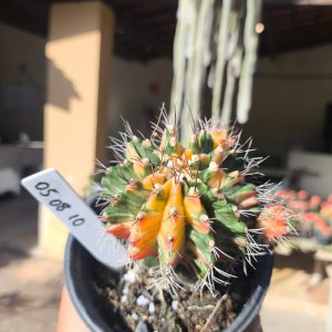 0508 10 Cacto Gymnocalycium Multicolor