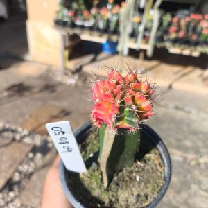 0508 09 Cacto Gymnocalycium Multicolor