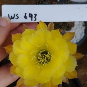 Lobivia Hibridas (WS 693)