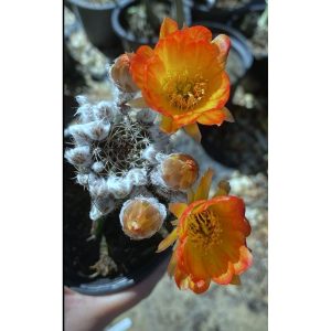 Lobivia Hibridas (WS 248)