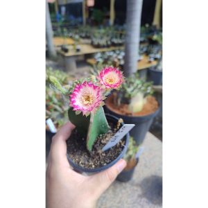 Lobivia Hibridas (WS 247)