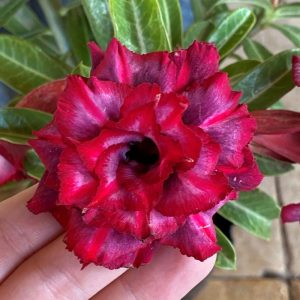 Podadinha - Rosa do Deserto Mah Nee Nate (Vermelha Perfumada)