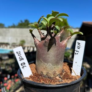 2008 06 Arabicum Nix F2 12 meses Vitrine
