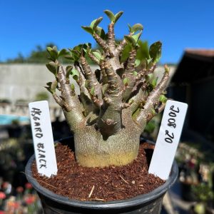2008 20 Arabicum Asgard Black 12 meses Vitrine