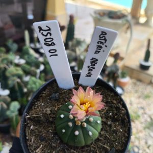 2508 01 Cacto Asteria Akabana