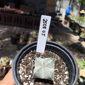 2508 05 Cacto Astrophytum Myriostigma