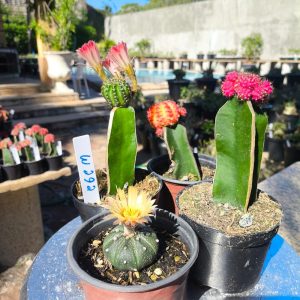 Kit Cactos Colecionador