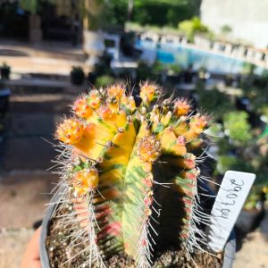 2907 04 Cacto Gymnocalicium Variegata Colunar