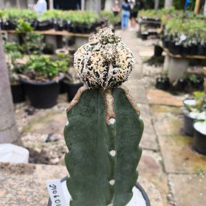 2106 01 Cacto Astérias Fukuryo Live
