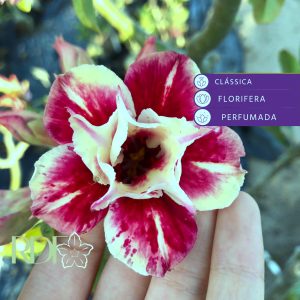 Rosa do Deserto Baby - Rosa do Deserto Egg Roll - RDF Baby - RDF Fortaleza