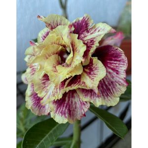 Rosa do Deserto Baby - Rosa Do Deserto Golden Faith - RDF Baby - RDF Fortaleza
