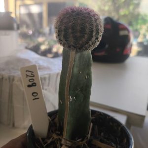 1209 01 Cacto Rigidissimos