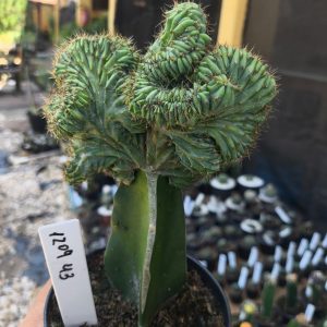 1209 43 Mertilocacto geometrazans Cristata
