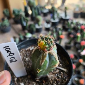 1009 02 Cacto Dansii