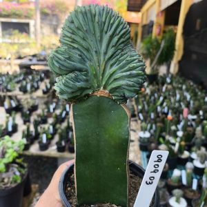 0909 03 Cacto Myrtillocactus Geometrizans cristata