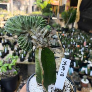 0909 08 Cacto Myrtillocactus Geometrizans cristata ( VIP )