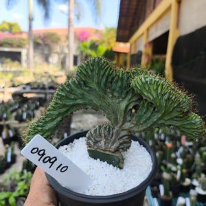 0909 10 Cacto Myrtillocactus Geometrizans cristata