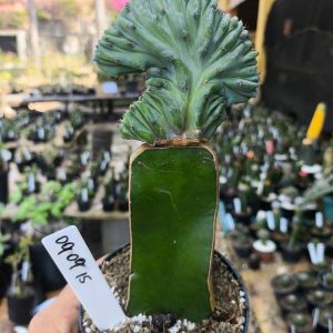 0909 15 Cacto Myrtillocactus Geometrizans cristata ( VIP )