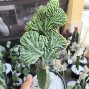 Mertilocacto Geometrizans Cristata