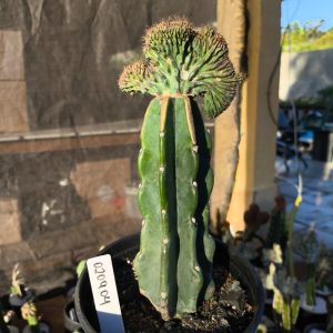 0209 04 Mertilocacto geometrans cristata