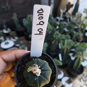 0109 04 Cacto Asteria Star Shape