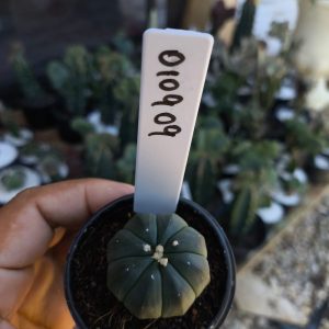0109 09 Cacto Asteria nudum