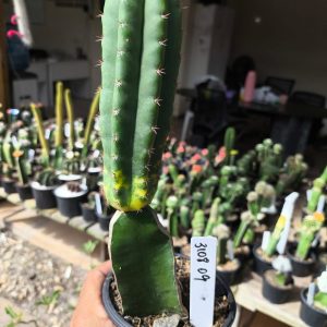 3108 09 Cacto Echinopsis Pachanoi