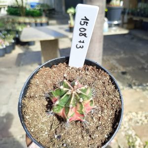 1508 73 Cacto Gymnocalycium Multicolor