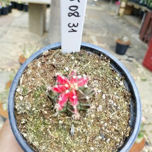 1508 31 Cacto Gymnocalycium Multicolor