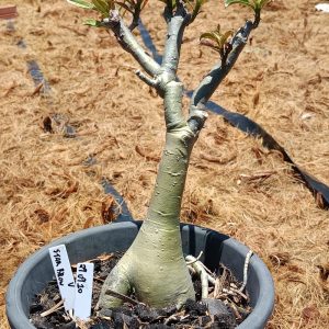 2909 10 Big Caudex Star Brow