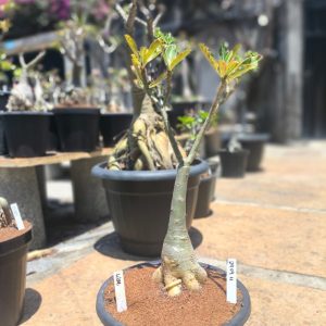2909 11 Big Caudex Lilac