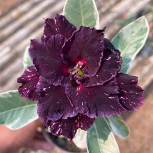 Podadinha - Rosa do Deserto Céu estrelado Variegata (Vinho Variegata)