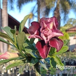 Podadinha - Rosa do Deserto Blossom (Vinho Buquê)