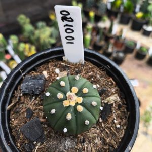 0210 01 Astrophytum Astérias Nudum