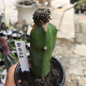 0210 02 Mammillaria luethyi