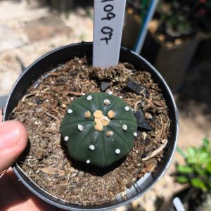 2409 07 Astrophytum Asteria Nudum