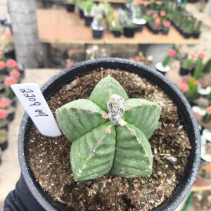 2209 09 Astrophytum
