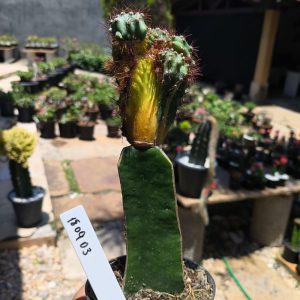 1809 03 Cereus peruvianus monstrosus variegata enxertado ( PRIME )