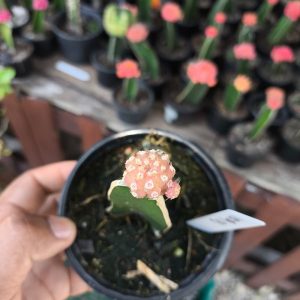 1809 03 Gymnocalycium Quehlianum