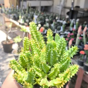 Tapete Persa Variegata