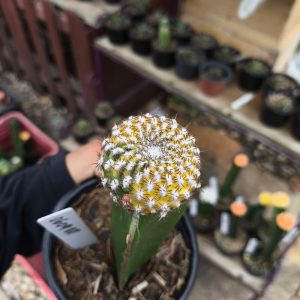 Sulcurebutia Arenacea variegata