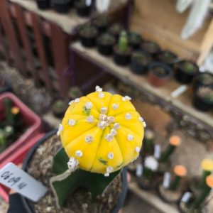 0609 10 Asteria Purple Variegata
