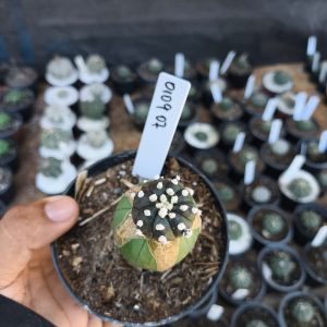 0109 07 Astrophytum purple Black ( PRIME )