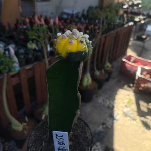 2508 02 Astéria Variegata ( PRIME )