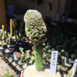 2508 05 Mammillaria herrerae