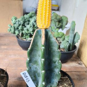 2108 03 Cipocereus Bradei Variegata ( PRIME )
