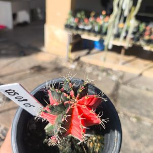 0408 08 Cacto Gymnocalycium Multicolor