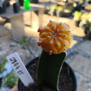 2807 15 Cacto Astéria Aúrea