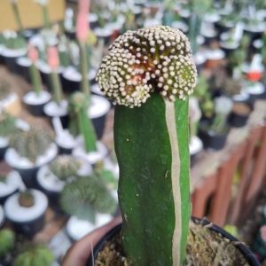mammillaria luethyi combo